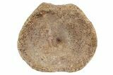 Fossil Ichthyosaur (Brachypterygius) Vertebra - England #238910-1